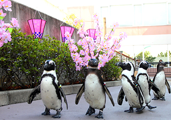ペンギン
