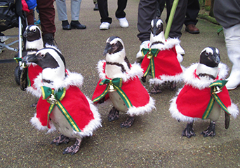 ペンギン