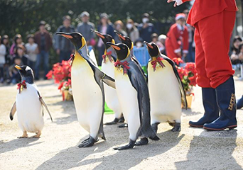 ペンギン