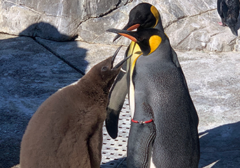 ペンギン