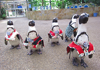 ペンギン