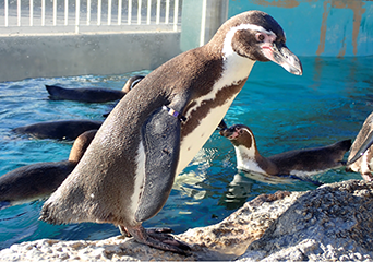 ペンギン