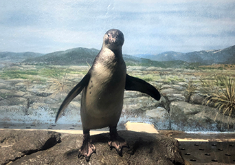ペンギン