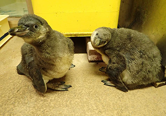 ペンギン