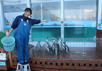 ペンギン