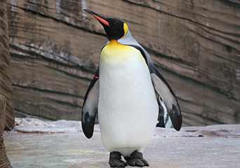 ペンギン