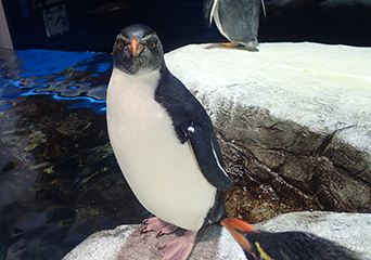 ペンギン
