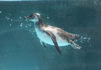 ペンギン
