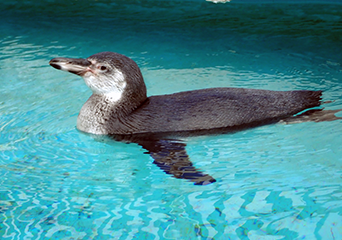 ペンギン