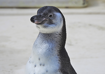 ペンギン
