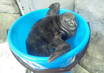 ペンギン
