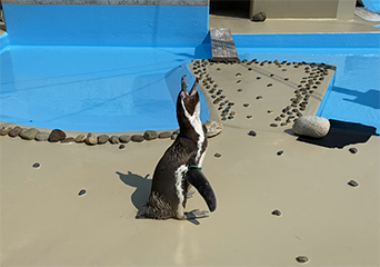 ペンギン