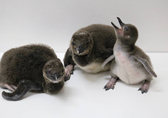 ペンギン