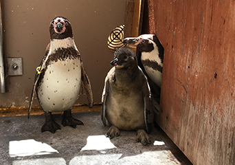 ペンギン