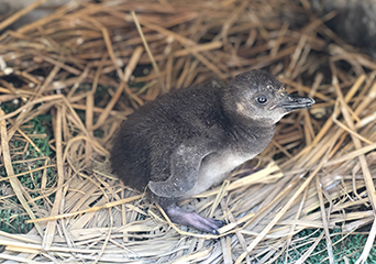 ペンギン