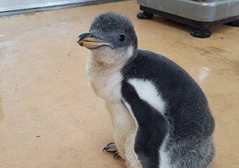 ペンギン