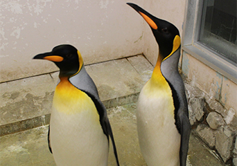 ペンギン