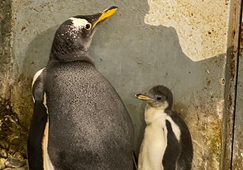 ペンギン