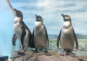 ペンギン