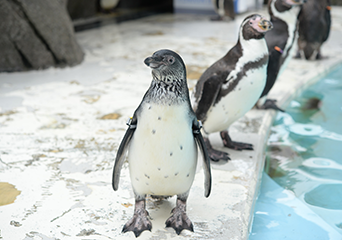 ペンギン