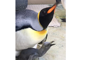 ペンギン