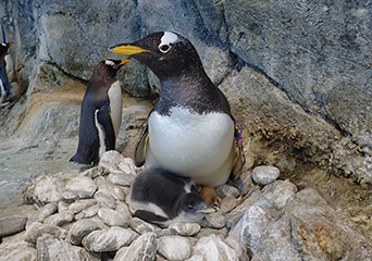 ペンギン