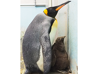 ペンギン