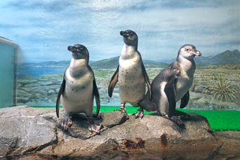 ペンギン