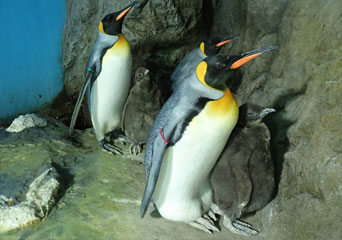 ペンギン