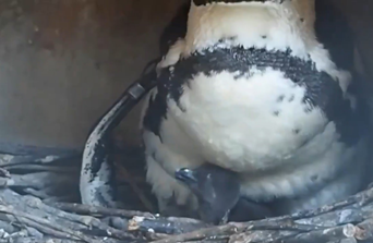 ペンギン