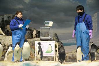 ペンギン