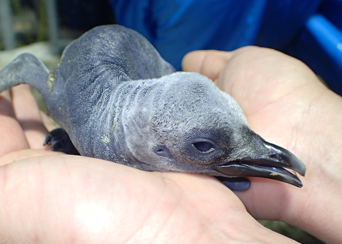 ペンギン