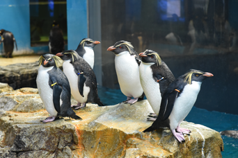 ペンギン