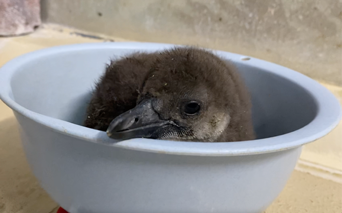ペンギン