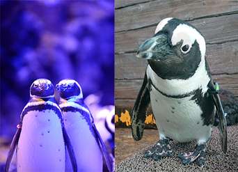 ペンギン