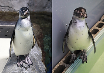 ペンギン