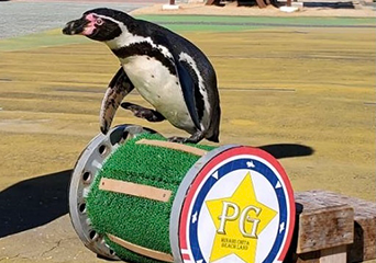 ペンギン