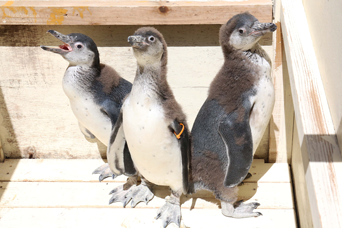ペンギン