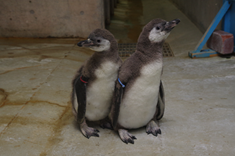 ペンギン