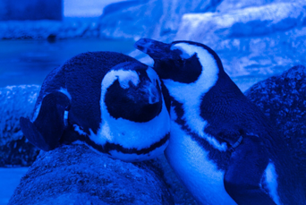 ペンギンライブラリー Penguin Library ホシザキ株式会社 ペンギンライブラリー Penguin Library ホシザキ株式会社