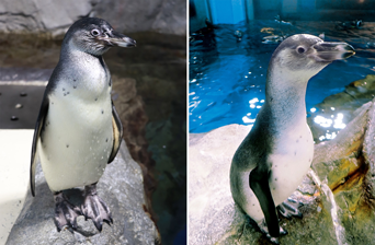 ペンギン