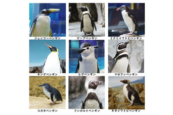 ペンギンライブラリー Penguin Library ホシザキ株式会社