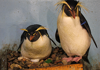 ペンギン