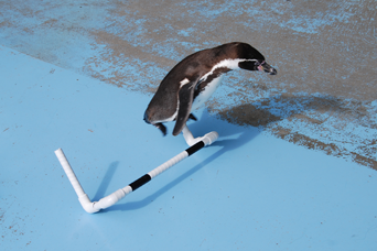 ペンギン