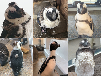 ペンギン
