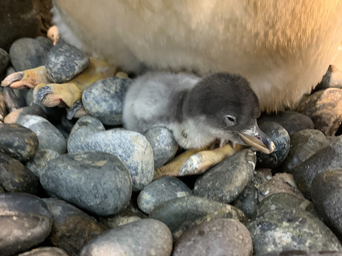 ペンギン