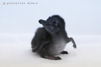 ペンギン