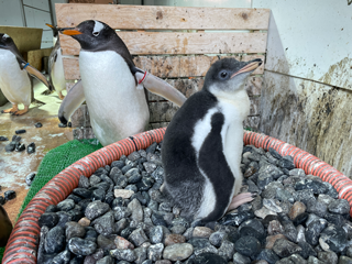 ペンギン