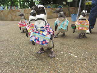 ペンギン