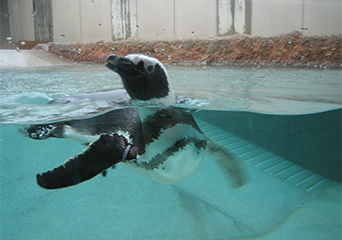 ペンギン